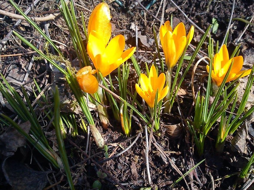 Fr&uuml;hling gefunden