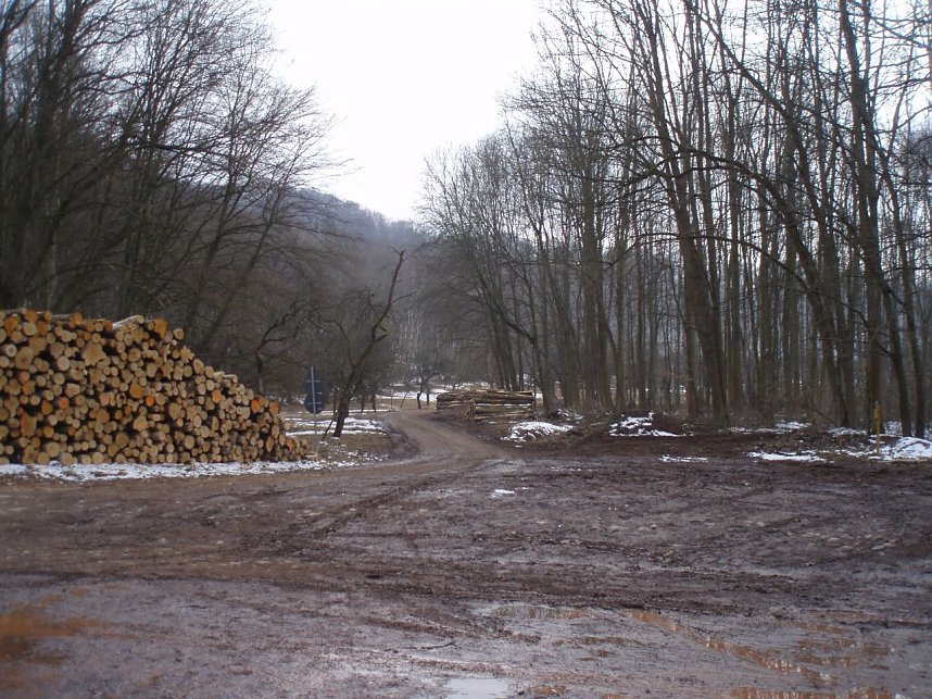 Holzernte am Nonnenteich