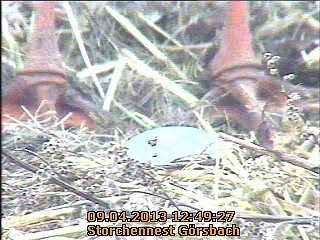 Neues aus dem Storchennest