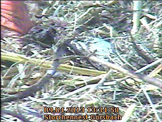 Neues aus dem Storchennest