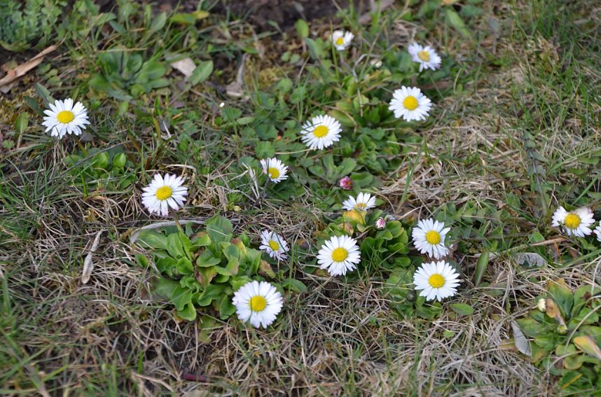 City Scout unterwegs