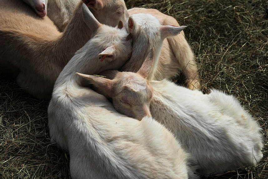 L&auml;mmerfest auf Sophienhof
