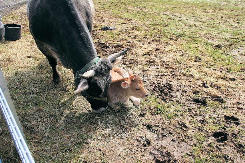 L&auml;mmerfest auf Sophienhof