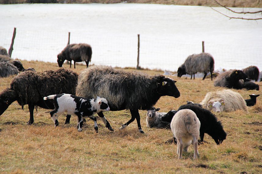 L&auml;mmerfest auf Sophienhof