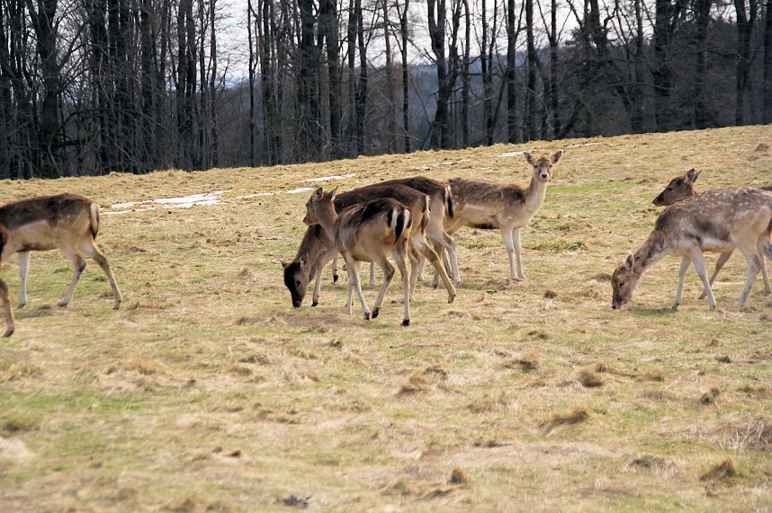 L&auml;mmerfest auf Sophienhof