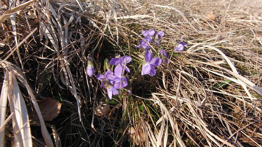 Wunderbare Fr&uuml;hlingsbl&uuml;her