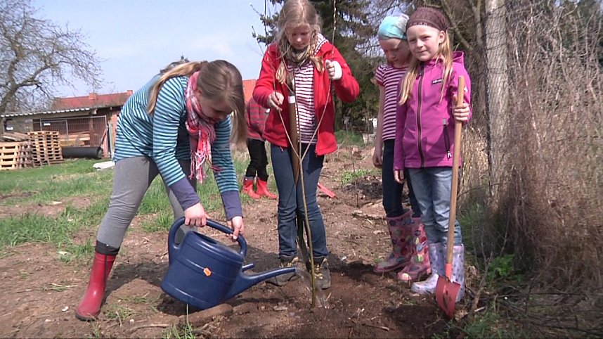 Laubb&auml;ume gepflanzt
