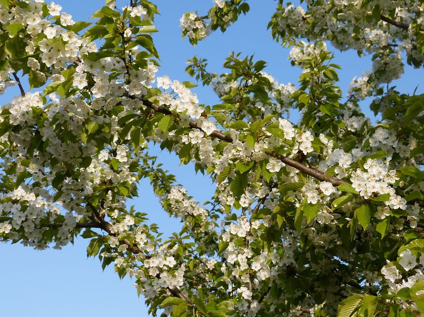 Sonntagmorgen auf dem Petersberg
