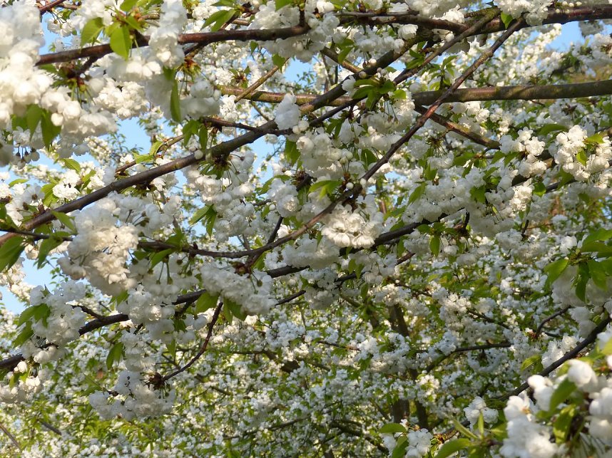 Sonntagmorgen auf dem Petersberg