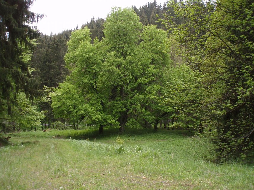 Lager- und Plateaufl&auml;che am Ende der Auffahrt oberhalb der M&uuml;hle