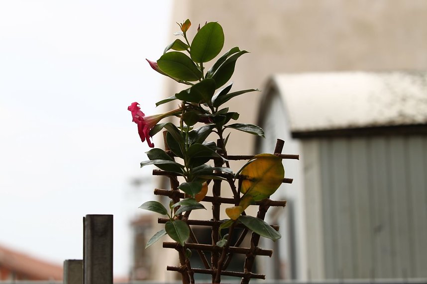 Zwischen Blumen und Fisch