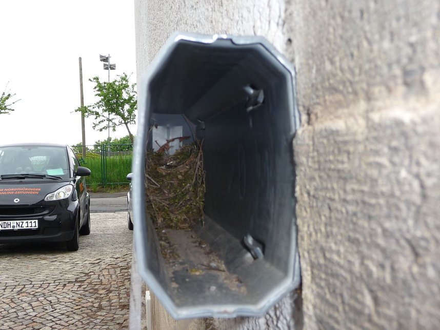 Nest in der R&ouml;hre