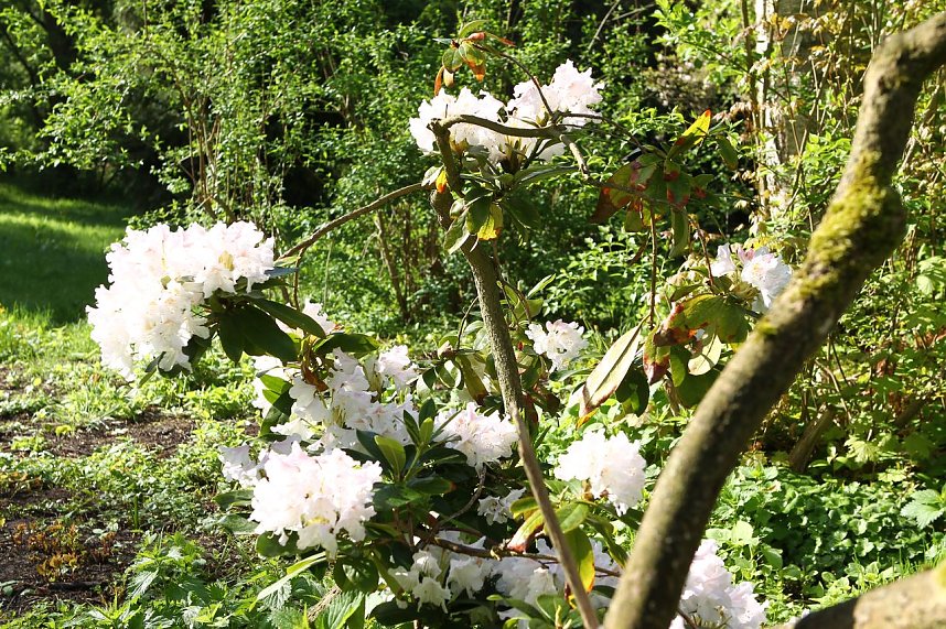 Arbeitseinsatz im Park Hohenrode