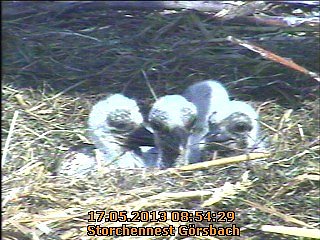 Neues aus dem Storchennest