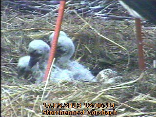 Neues aus dem Storchennest