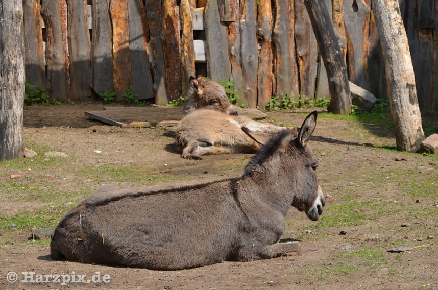 Nordh&auml;user Zoo
