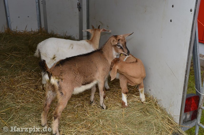 Kinderfest bei Gottert