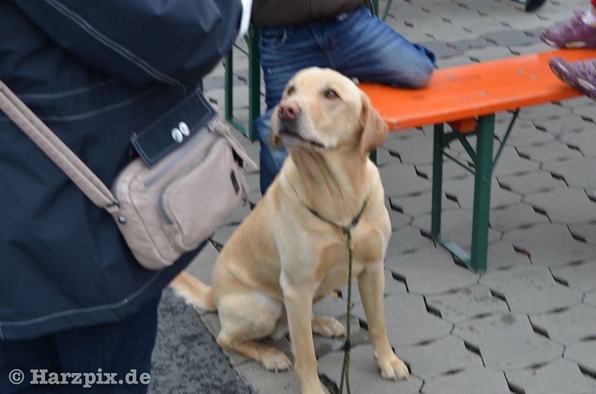 Kinderfest bei Gottert