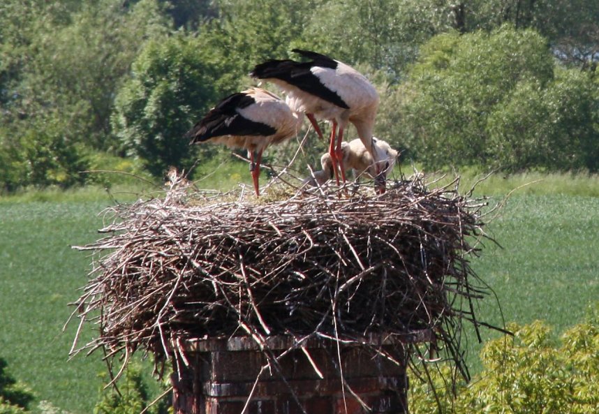 Nachwuchs im nest