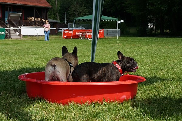 5. Nordth&uuml;ringer Bulldoggentreffen