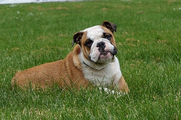 5. Nordth&uuml;ringer Bulldoggentreffen