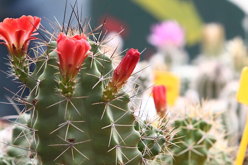 Rolandsfest 2013: Der Samstag