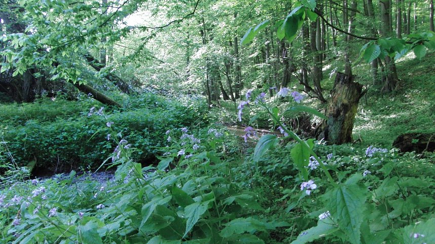Das Steinm&uuml;hlental