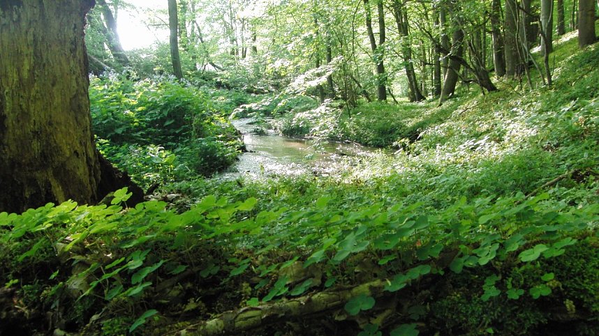 Das Steinm&uuml;hlental