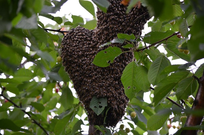 Wildbienen im Garten