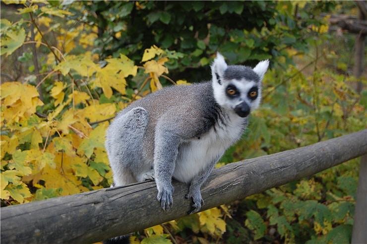 Affenwald Erlebnispark Strau&szlig;berg