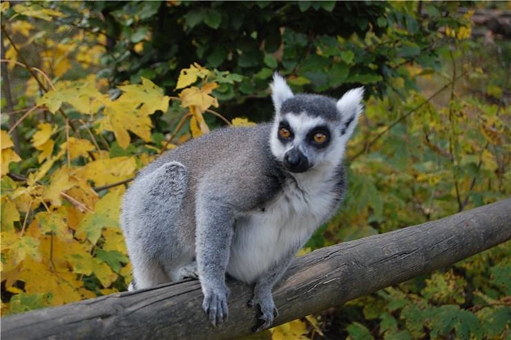 Affenwald Erlebnispark Strau&szlig;berg
