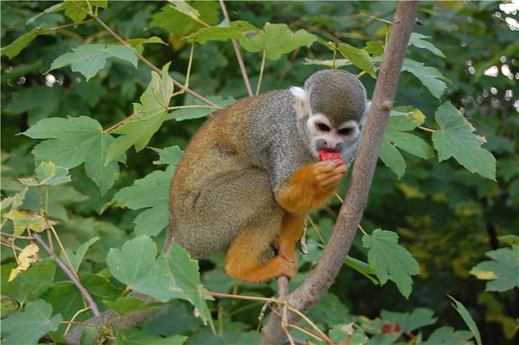 Affenwald Erlebnispark Strau&szlig;berg
