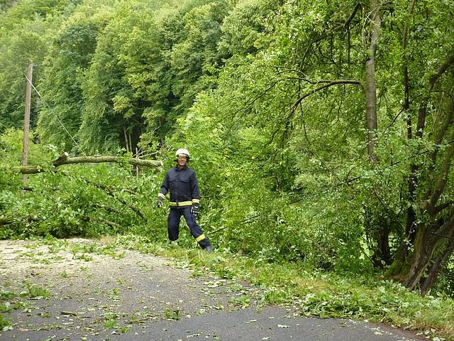 Baum umgest&uuml;rtzt