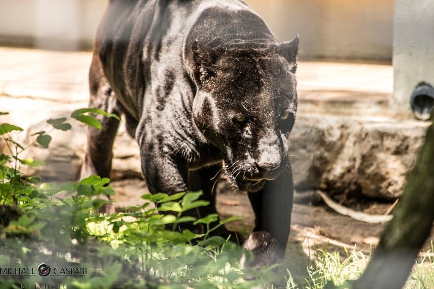 Stuttgart und der Stuttgarter Zoo