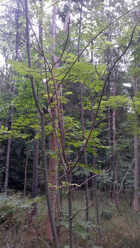 Eschentriebe sterben ab