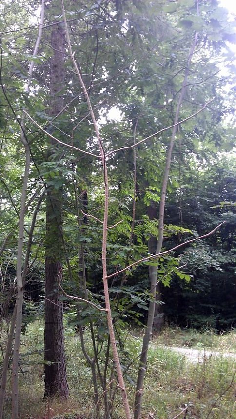 Eschentriebe sterben ab