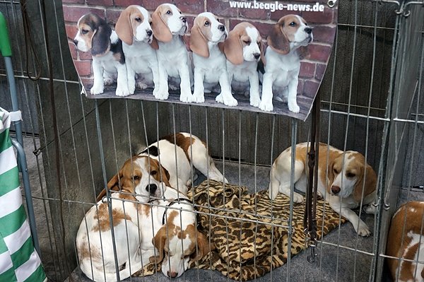 Sch&ouml;nheitswettbewerb f&uuml;r Vierbeiner