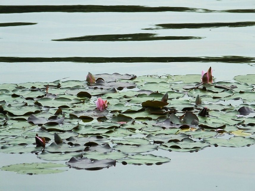 Laternenfest in Halle