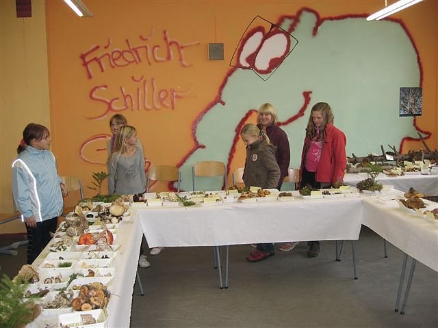 Pilze im Gymnasium