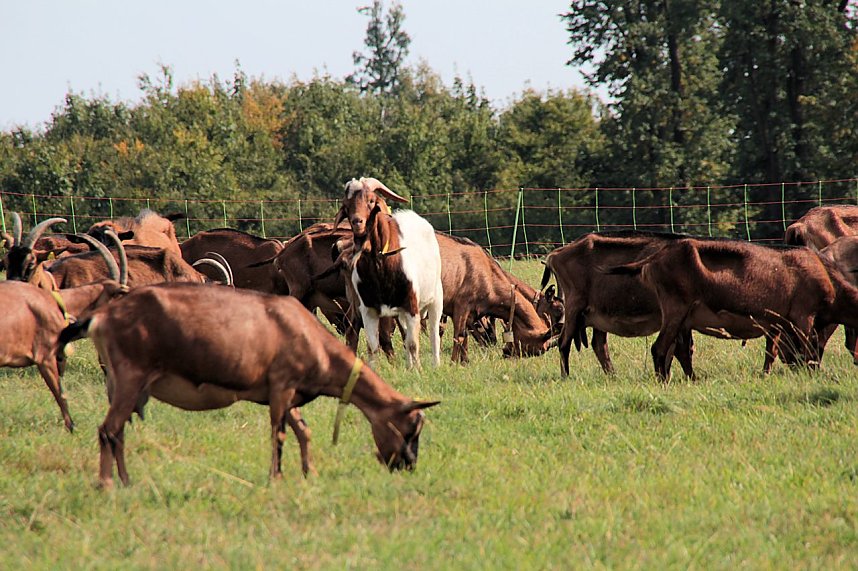 10. Hoffest auf der Ziegenalm