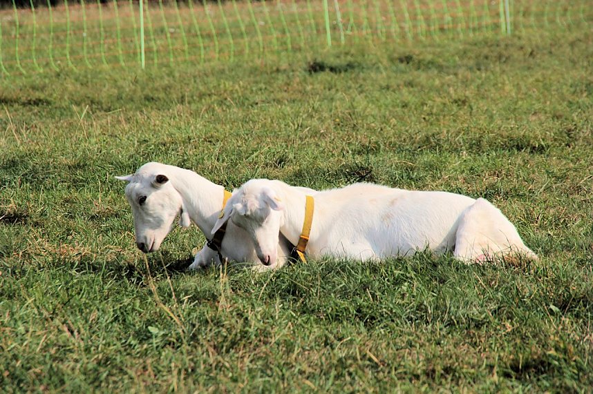 10. Hoffest auf der Ziegenalm
