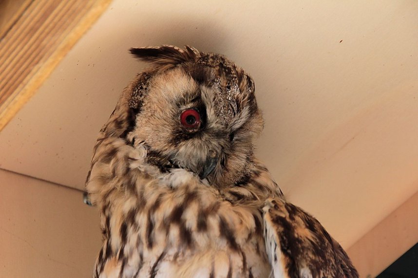 Herbstmarkt in Ilfeld