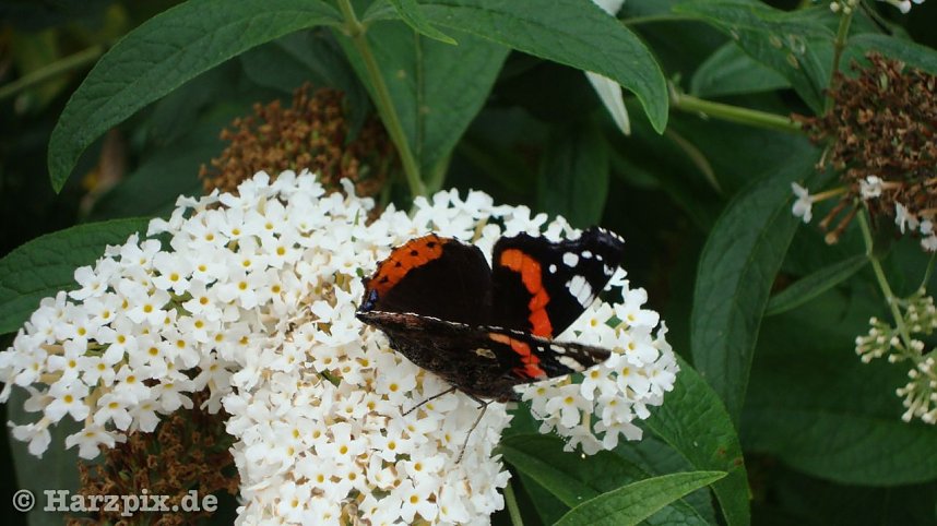 Treppenk&auml;ferfest Nordhausen