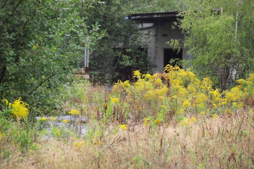 Das Gel&auml;nde des einstigen Kraftverkehrs gleicht derzeit einer Wildnis. Allerlei Gestr&uuml;pp und Unkr&auml;uter aller Art konnten sich jahrelang ausbreiten und &uuml;berwuchern, was einmal ein Unternehmen war.