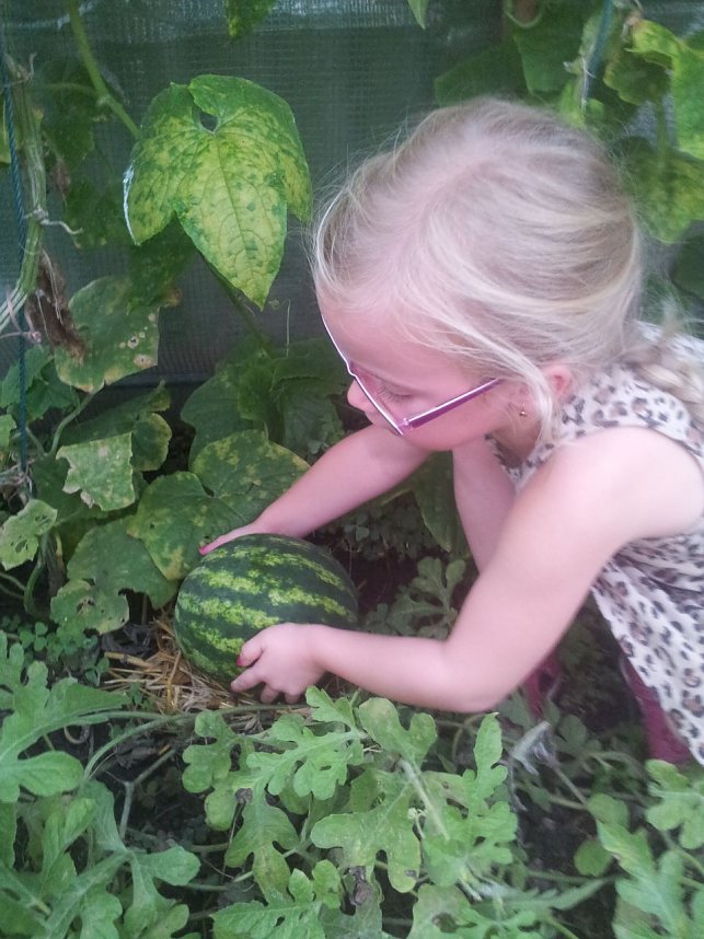 Der Werdegang einer Melone