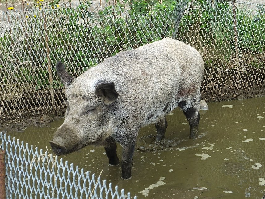 Erntedank in Benneckenstein