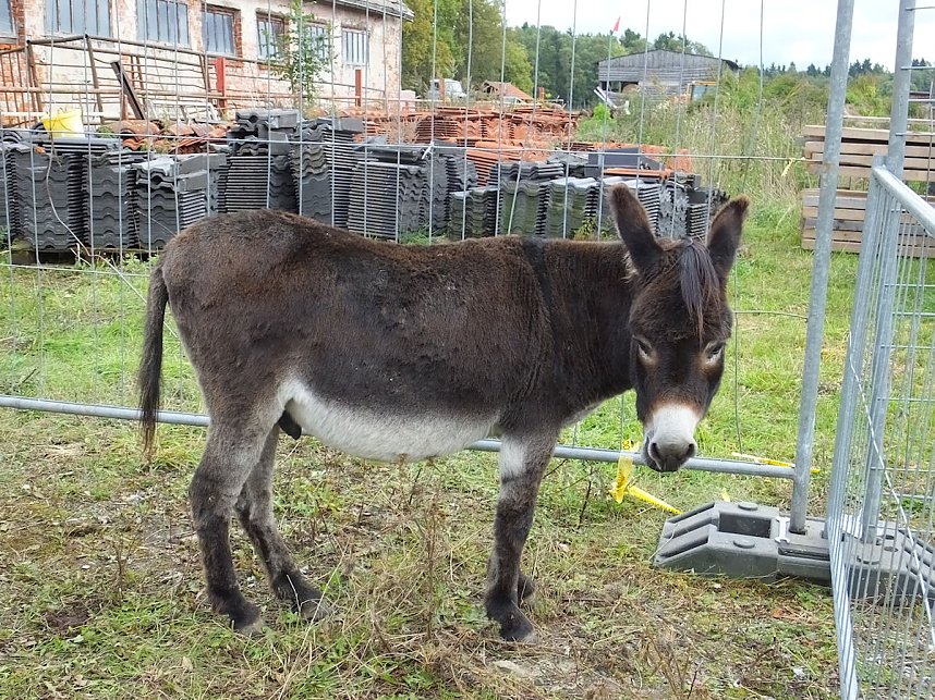 Erntedank in Benneckenstein