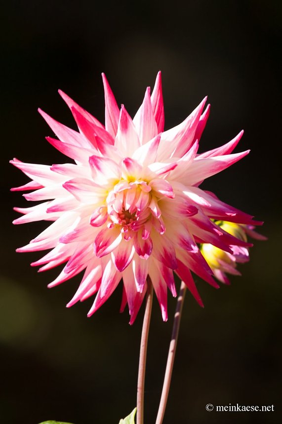 Auf der Ega entdeckt