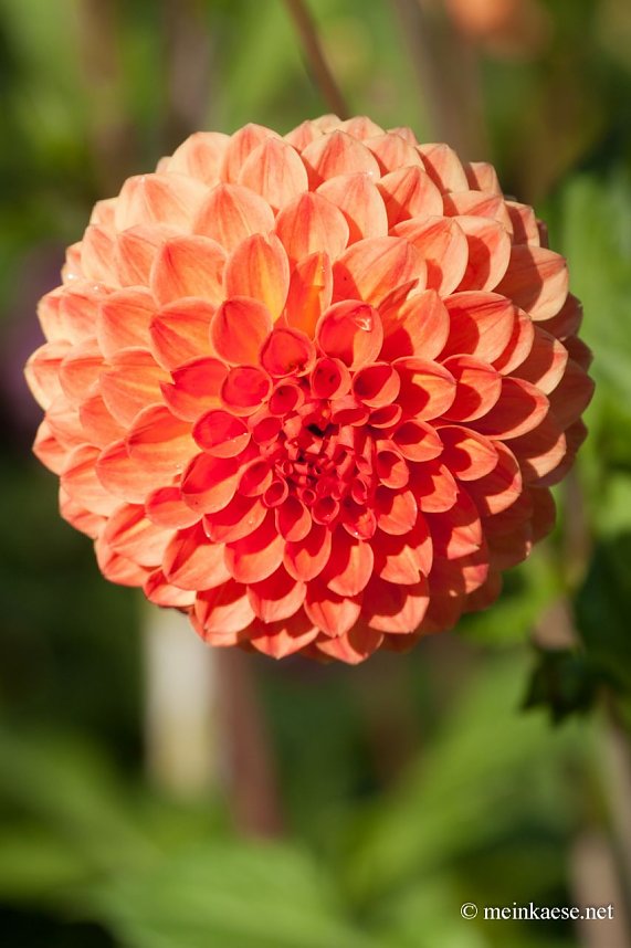 Auf der Ega entdeckt