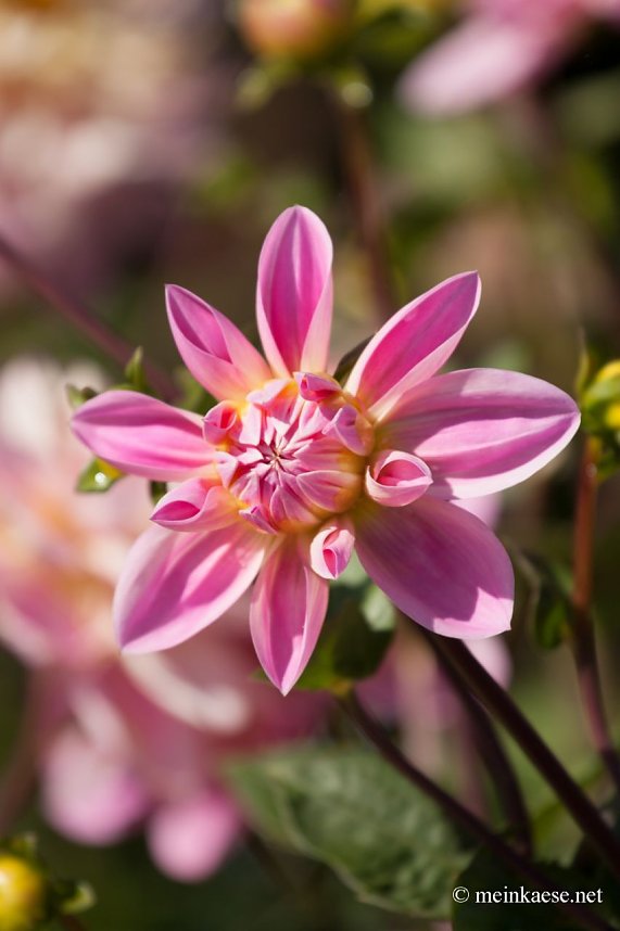 Auf der Ega entdeckt